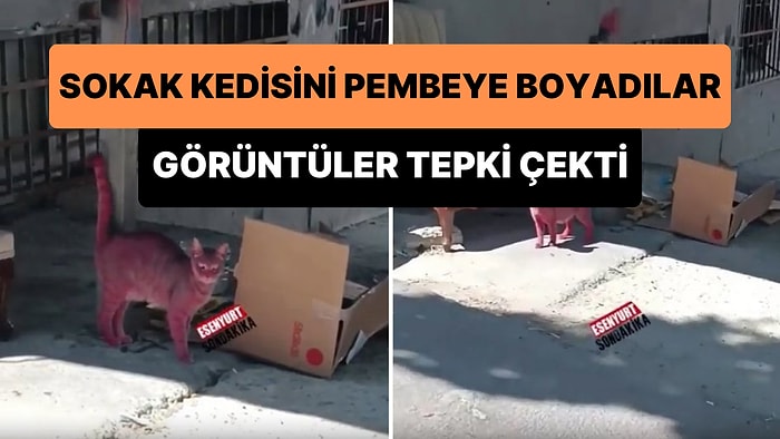 İstanbul Esenyurt'ta Bir Kediyi Pembeye Boyadılar!