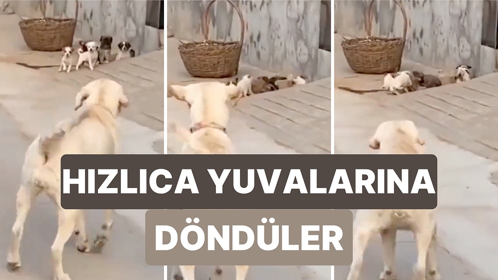 Yuvalarından Çıkan Yavru Köpeklerin Karşılarında Annelerini Görünce Hızlıca Geri Döndüğü Aşırı Sevimli Anlar