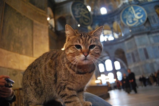 Cats in Turkey: A Beloved and Ubiquitous Presence