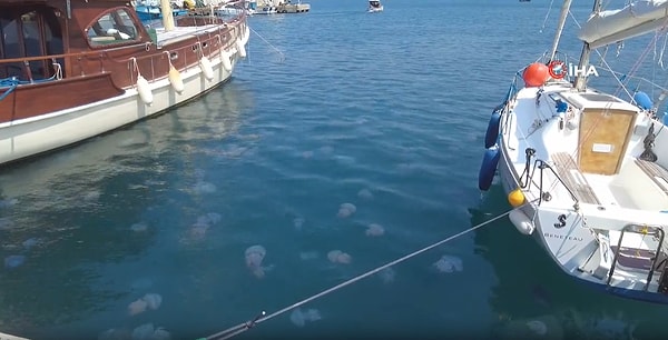 Deniz analarının yaz ayları ve sohbahar boyunca denizlerimizde görülebildiğini belirten uzmanlar, ölü olsalar dahi deniz analarına dokunulmaması gerektiği konusunda uyardılar.