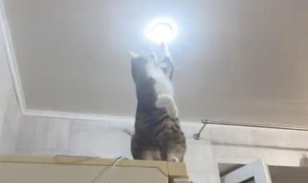 Bir kedinin bozuk lambayı tamir ettiği anlar sosyal medyada büyük beğeni topladı.