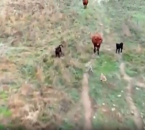 Köpeklerden kaçarken boğaların arasına da girerek destek alan tavşan videonun sonunda ise çalılık alana girerek izini kaybettiriyor.