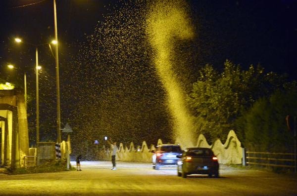 Milyonlarca kelebeğin ölümüyle sonuçlanan olaya dair bir çok araştırma yapılsa da kesin bir bulguya rastlanmadı.  Bölgedeki halk, kelebeklerin ölüm dansını yazın bitişi ve sonbaharın başlangıcının işareti olarak değerlendiriyor.