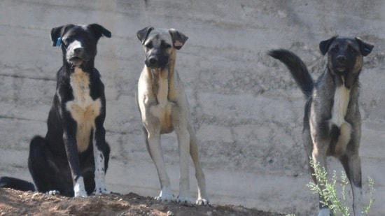 Sokak Köpeği Saldırdı, Belediyeden Tazminat Aldı!