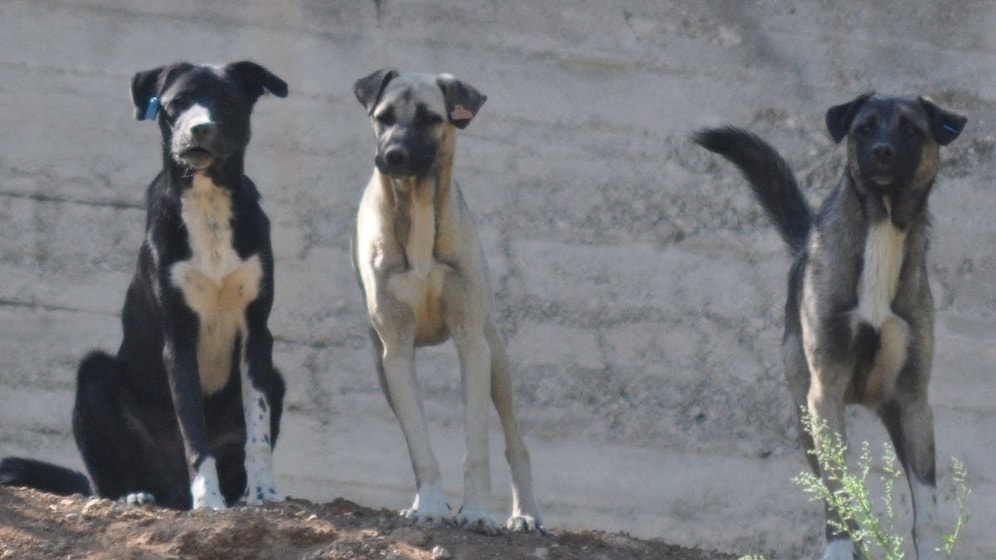Sokak Köpeği Saldırdı, Belediyeden Tazminat Aldı!