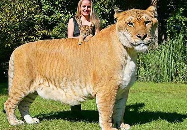 5. Guinness Rekorlar Kitabı'na göre yaşayan en büyük "kedi", erkek aslan ve dişi kaplanın kırması olan Herkül'dür.