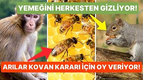 Arılarda Demokrasi Hakimmiş! Yetenekleri ile Ağzınızı Açık Bırakacak En Zeki 15 Hayvan