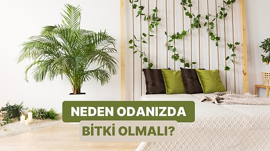 Odada Bitki Olması Uyku Kalitenizi Etkiler mi? Yatak Odasındaki Çiçek ve Bitkilerin Uykuya Etkileri