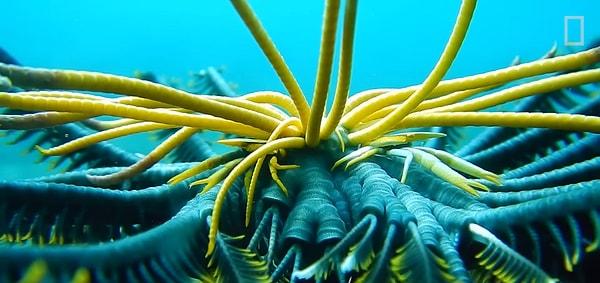 Gelecekteki keşif gezileri, bu benzersiz ve görkemli deniz canlılarıyla ilgili daha fazla sırrı çözebilme fırsatını sunacak gibi görünüyor.