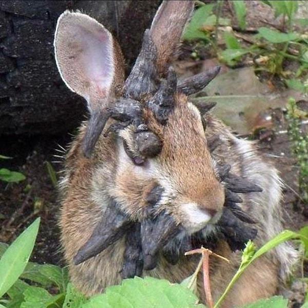 10. Ölümcül 'shope papilloma' virüsünü kapan tavşanın yüzünde boynuzların çıktı.