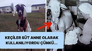 Keçilerin Bir Zamanlar İnsanlar İçin Süt Anne Olarak Kullanıldıklarını Biliyor muydunuz?