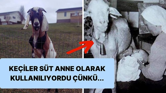 Keçilerin Bir Zamanlar İnsanlar İçin Süt Anne Olarak Kullanıldıklarını Biliyor muydunuz?