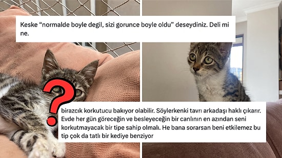 Yuva Bulmak için Bekleyen Kediyi 'Bön Bön Bakıyor' Diye Sahiplenmekten Vazgeçen Kişi Pes Dedirtti!