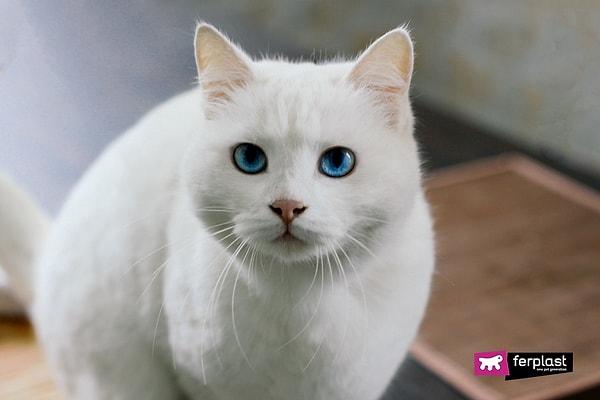 4. Ne yazık ki mavi gözlü beyaz kedilerin yüzde 65 ila 85'i sağır olarak dünyaya geliyor...