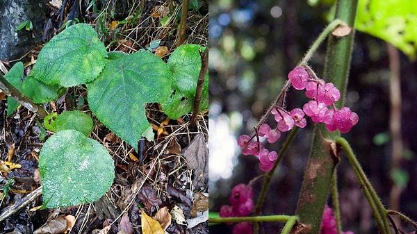 11. Avustralya'da "intihar bitkisi" olarak da bilinen Dendrocnide moroides, yapraklarına veya gövdesine dokunulduğunda tarif edilemez bir acıya sebep oluyor!