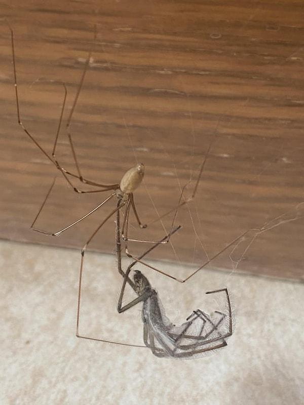 6. Bir eklembacaklıya kurban olan örümcek: