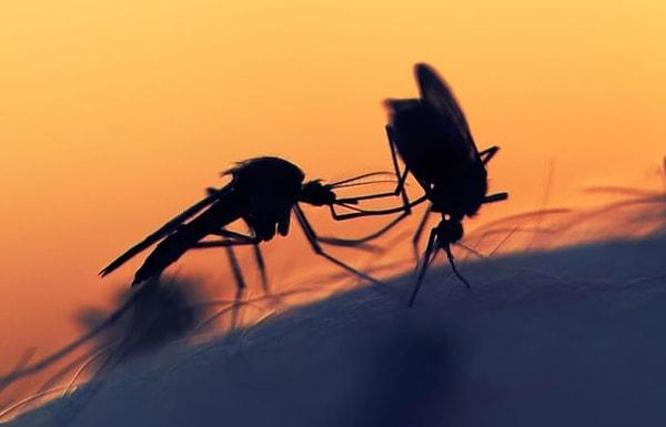 Sivrisineklerin doğadaki bu rolünün yanı sıra, tam olarak bir arı gibi olmasa da polinasyon süreçlerine de katkı sağlayabilirler.