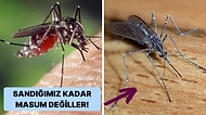 Kulak Tırmalamaktan Çok Daha Fazla Zararı Olan Dünyanın En Ölümcül Hayvanı Sivrisinekler