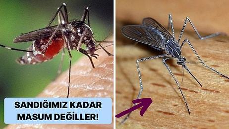 Kulak Tırmalamaktan Çok Daha Fazla Zararı Olan Dünyanın En Ölümcül Hayvanı Sivrisinekler
