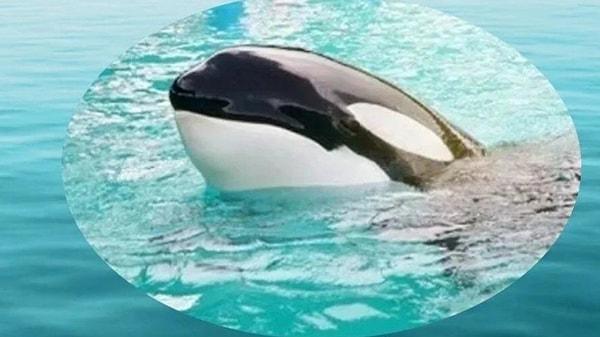 Toki ve Tokitae adlarıyla da bilinen Lolita’nın, esaret altındaki yaşlı katil balinalardan biri olduğu ve uzun yıllar su tankında yaşadığı için doğal ortamına dönmesinin zaman alacağı belirtilmişti.