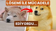 Dünyaca Ünlü İnternet Meme'i "Doge" Köpek Cheems, Kanserle Verdiği Mücadele Sonrasında Hayatını Kaybetti