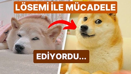 Dünyaca Ünlü İnternet Meme'i "Doge" Köpek Cheems, Kanserle Verdiği Mücadele Sonrasında Hayatını Kaybetti