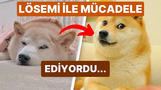 Dünyaca Ünlü İnternet Meme'i "Doge" Köpek Cheems, Kanserle Verdiği Mücadele Sonrasında Hayatını Kaybetti