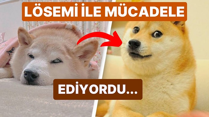 Dünyaca Ünlü İnternet Meme'i "Doge" Köpek Cheems, Kanserle Verdiği Mücadele Sonrasında Hayatını Kaybetti