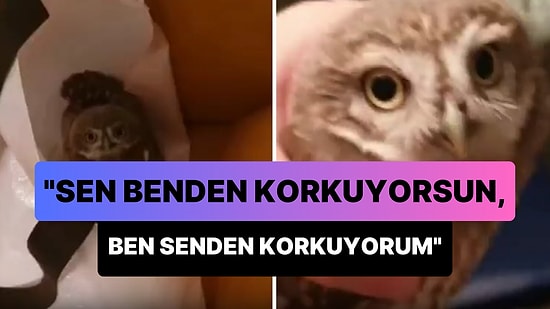 Evine Giren Baykuşu Paylaşan Genç: 'Sen Benden Korkuyorsun, Ben de Senden Korkuyorum'