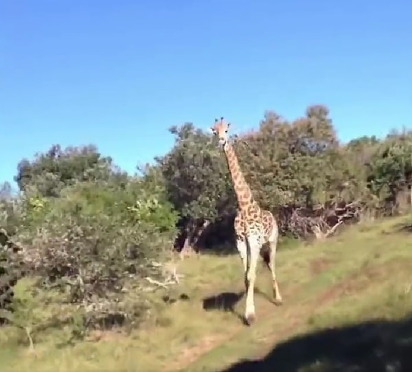 Jeeple safariye çıkan bir grup insanı kovalamaya başlayan zürafa, gruba korku dolu anlar yaşattı.