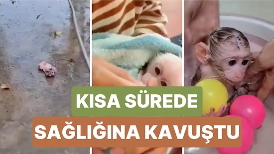 Evinin Bahçesinde Bulduğu Yeni Doğmuş Maymuna Yeniden Bir Hayat Veren Kadın