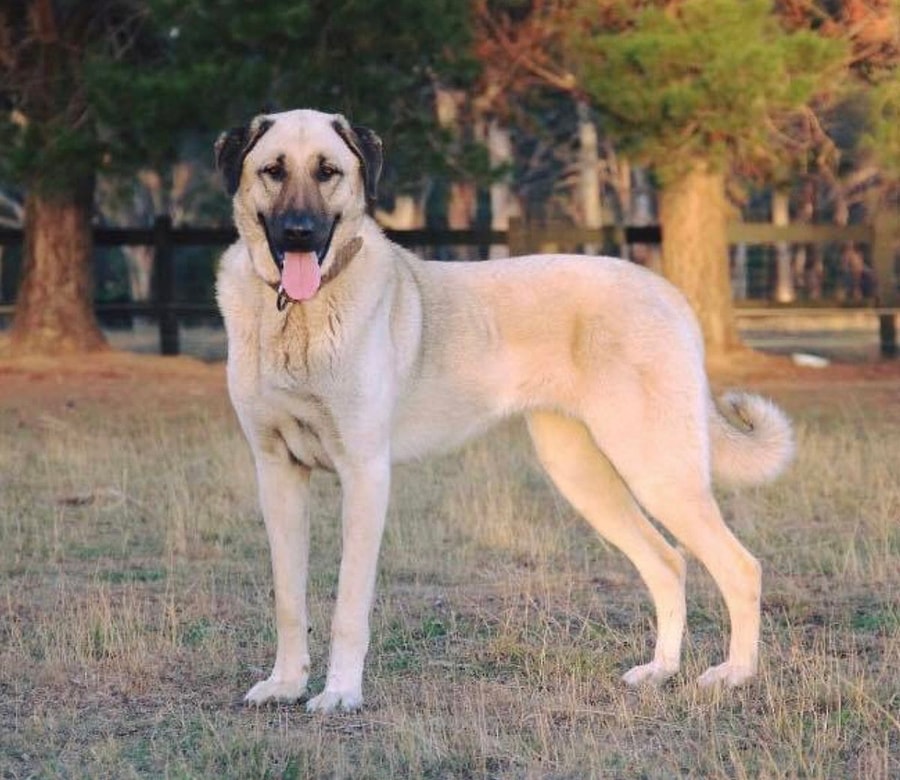 Turkish Kangal Dog Turkey s Guardian Of The Flock Onedio Turkish Kangal Dog Turkey s Guardian Of The Flock Onedio