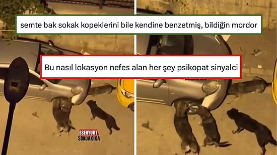 Onlar Bile Psikopat! Esenyurt'ta Araba Tamponu Parçalayan Sokak Köpeklerine Gelen Efsane Yorumlar