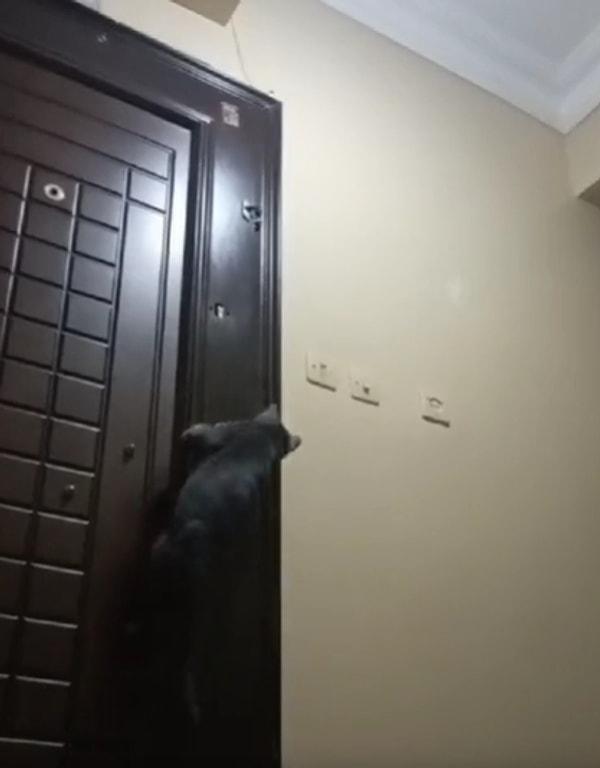 O kadın, kedinin kapı açtığına inanmayanlar için de başka bir video paylaştı.