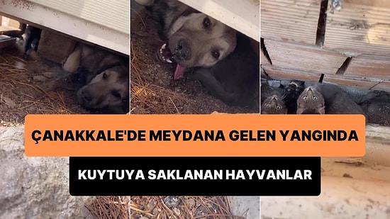 Çanakkale'de Meydana Gelen Yangından Kaçarak Kuytuya Sığınan Hayvanları Kurtaran Güzel İnsan