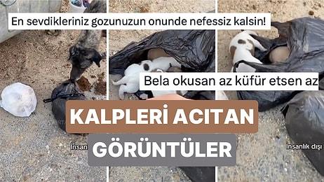 Edirne'de Poşete Konularak Çöpe Atılmış Çok Sayıda Yavru Köpek Bulundu