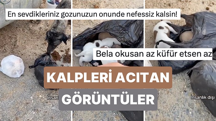 Edirne'de Poşete Konularak Çöpe Atılmış Çok Sayıda Yavru Köpek Bulundu