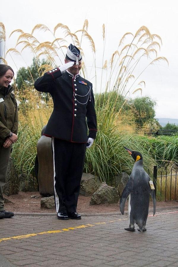 1961 yılında bir tatbikat için Edinburgh Kraliyet Askeri Kutlama Etkinliği'ne katılan Teğmen Nils Egelien hayvanat bahçesindeki penguen kolonisini görünce hayran oldu.
