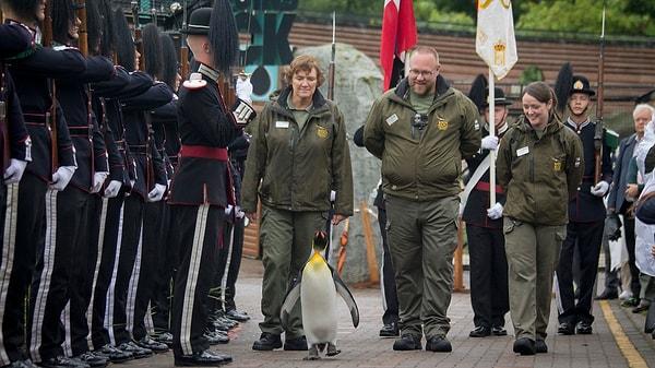 Norveç Muhafız Birliğinin yürüyüşünün penguenlerin yürüyüşüne benzediğini düşünen Egelien, Kral Muhafızları'nın bir penguen sahiplenmesini sağladı.