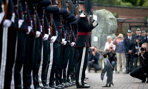 Norveç Kraliyet Muhafız Birliğinden Yüzbaşı Fredrik Gresseth, "Bu Ağustos ayında iyi davranışları ve Edinburg Hayvanat Bahçesi'ndeki diğer penguenler için mükemmel bir örnek olması nedeniyle muhafız maskotumuzu terfi ettirdik" açıklamasında bulundu.