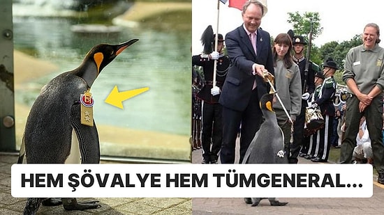 İskoçya'daki Bir Hayvanat Bahçesinde Yaşayan Penguen Norveç Ordusunda Tümgeneralliğe Terfi Etti