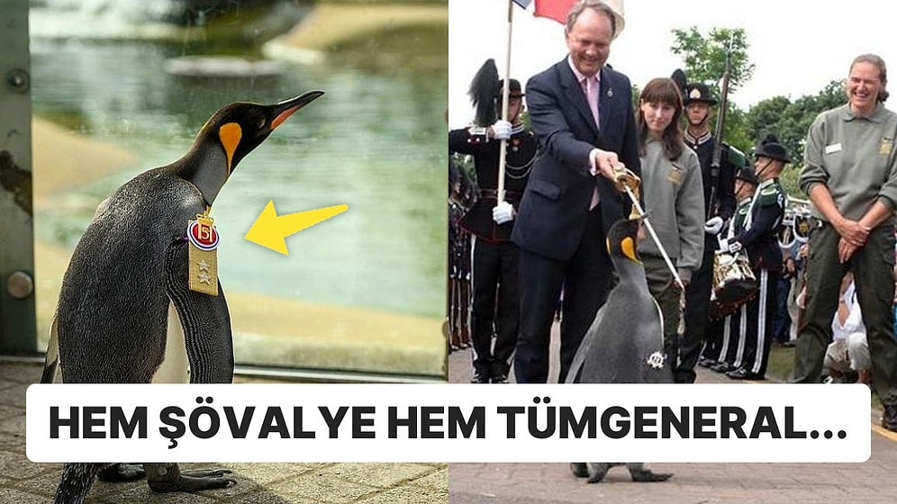 İskoçya'daki Bir Hayvanat Bahçesinde Yaşayan Penguen Norveç Ordusunda Tümgeneralliğe Terfi Etti