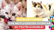 Evcil Hayvanını Çok Mutlu Edecek Oyuncak Bu Testin Sonunda!