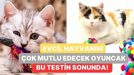 Evcil Hayvanını Çok Mutlu Edecek Oyuncak Bu Testin Sonunda!