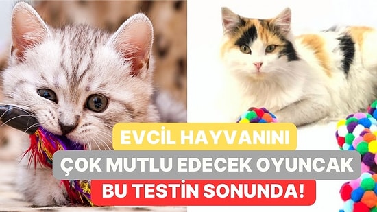 Evcil Hayvanını Çok Mutlu Edecek Oyuncak Bu Testin Sonunda!