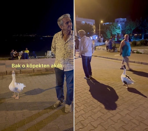 TikTok'ta viral olan o görüntülerdeki adam, kaz dostuyla birlikte denize de birlikte girdiklerini söyledi.