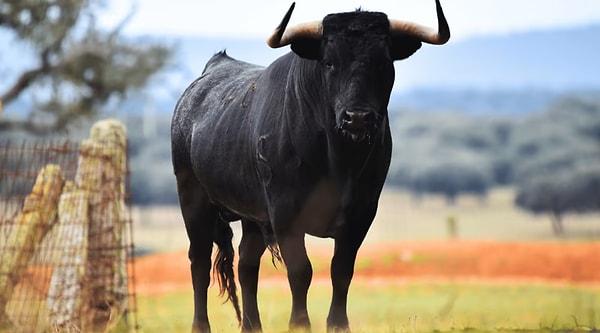 Boğa güreşlerinde kullanılan boğalar, İber Yarımadası'na özgü bir sığır türü olan toro bravo boğalarıdır.