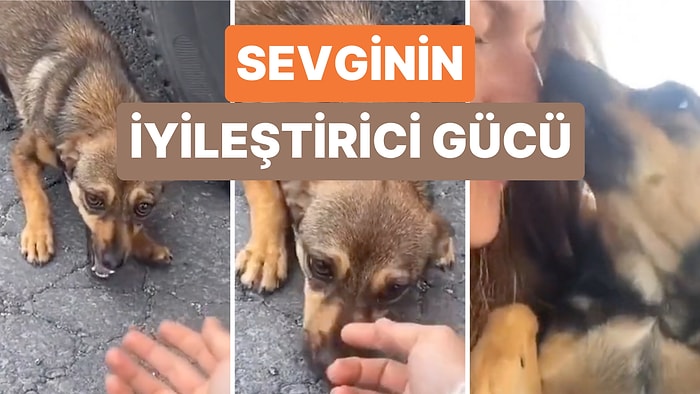 Şiddet Uygulayacağını Düşündüğü Kadının Ona Zarar Vermeyeceğini Anlayınca Bütün Şirinliğini Kullanan Köpek