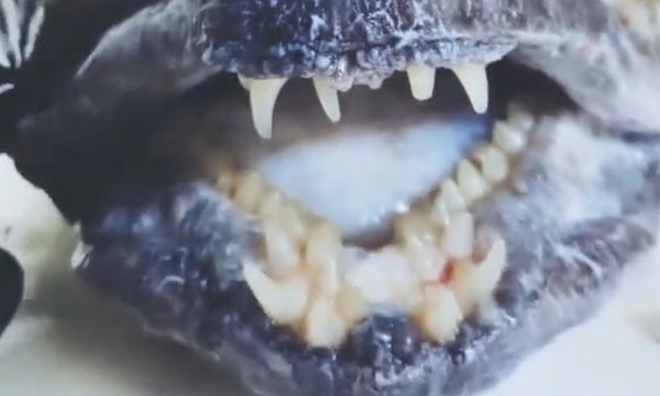 Balığın dişlerinin insan dişlerine benzediğini gören Fedortsov, balığın görüntülerini takipçileri ile paylaştı.