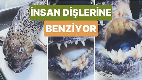 Bir Adam Yakaladığı Balığın Dişlerinin İnsan Dişlerine Benzediğini Görünce Çok Şaşırdı